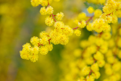 Mimosa FLOWER WAX