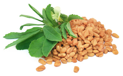 Fenugreek