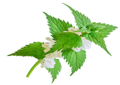 Nettle