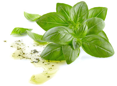 Basil Hairy