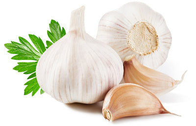 Garlic