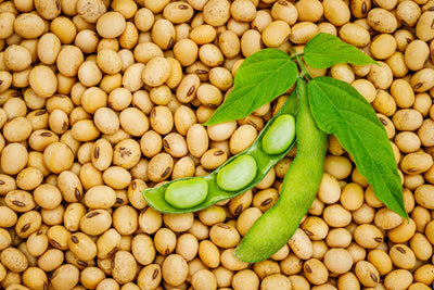 Soybean 